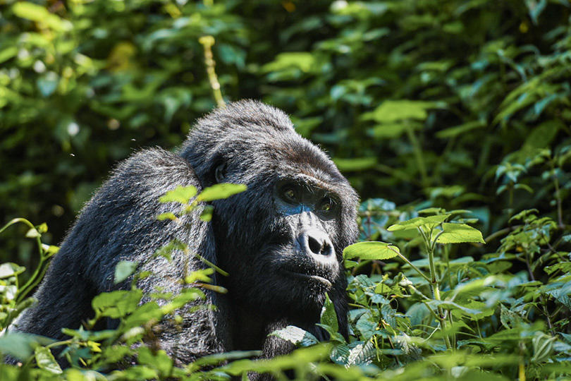 Mountain gorilla in Bwindi Impenetrable Forest